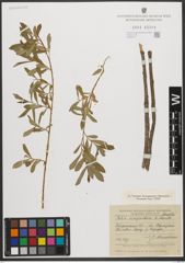 Foto von Salix vinogradovii A. K. Skvortsov